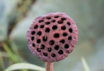Learn About Trypophobia: The Fear of Hole Trypophobia