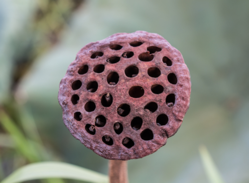 Learn About Trypophobia: The Fear of Hole Trypophobia