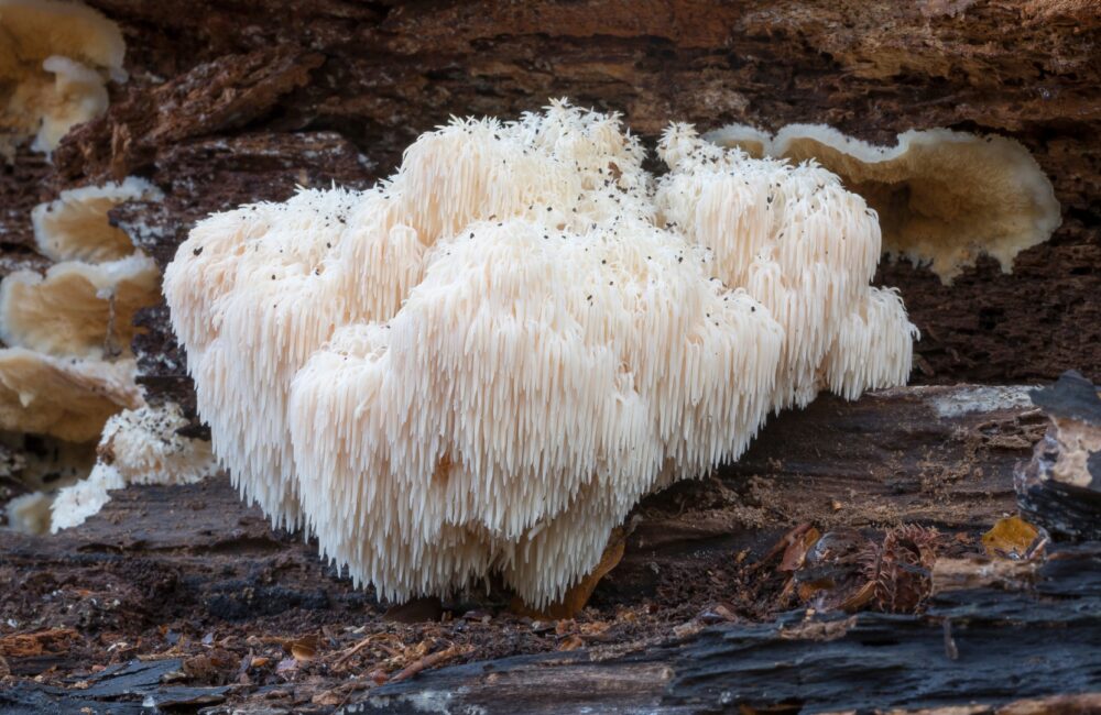 The Anti-Inflammatory Properties of Lion's Mane The Anti-Inflammatory Properties of Lion’s Mane