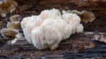 The Anti-Inflammatory Properties of Lion's Mane The Anti-Inflammatory Properties of Lion’s Mane