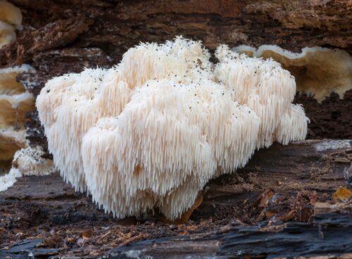 The Anti-Inflammatory Properties of Lion's Mane The Anti-Inflammatory Properties of Lion’s Mane