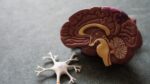 6 Effective Ways to Boost Your Cognitive Health 6 Effective Ways to Boost Your Cognitive Health